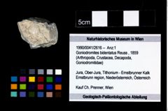 Foto (Objekt + Etikett) von Goniodromites bidentatus (Reuss, 1859)  (NHMW-GEO-1990-0041-2616)